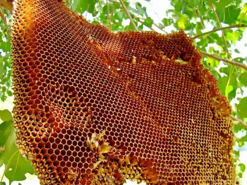 تصویر 2 از عسل کوهی وحشی با رایحه گیاهان خودرو و طبیعی